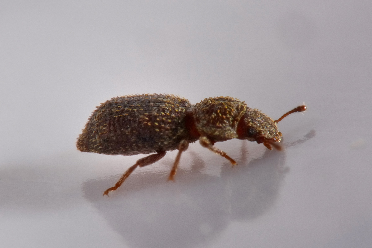 Zopheridae: Coxelus pictus